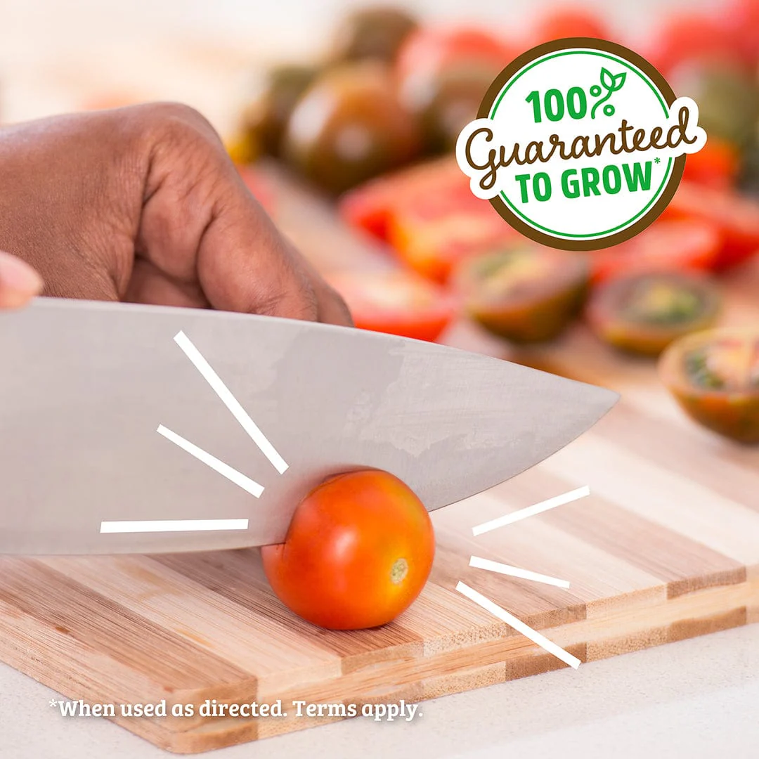 Organic Cherry Tomato Windowsill Planter (Complete Mason Jar Grow Kit) 🍅 - Image 6