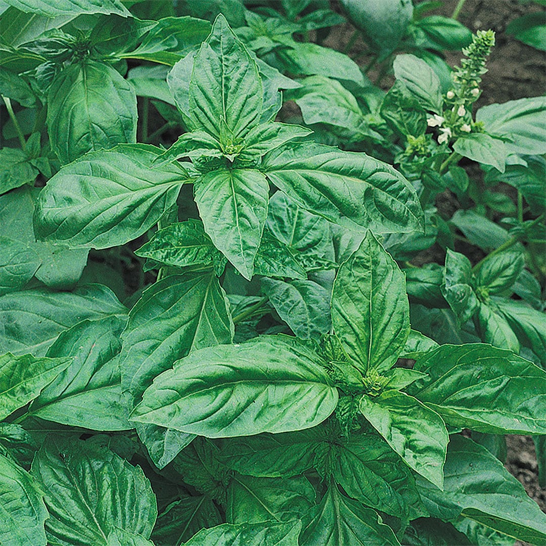 Organic Herb Garden 5-Pack Seed Bundle - Image 10