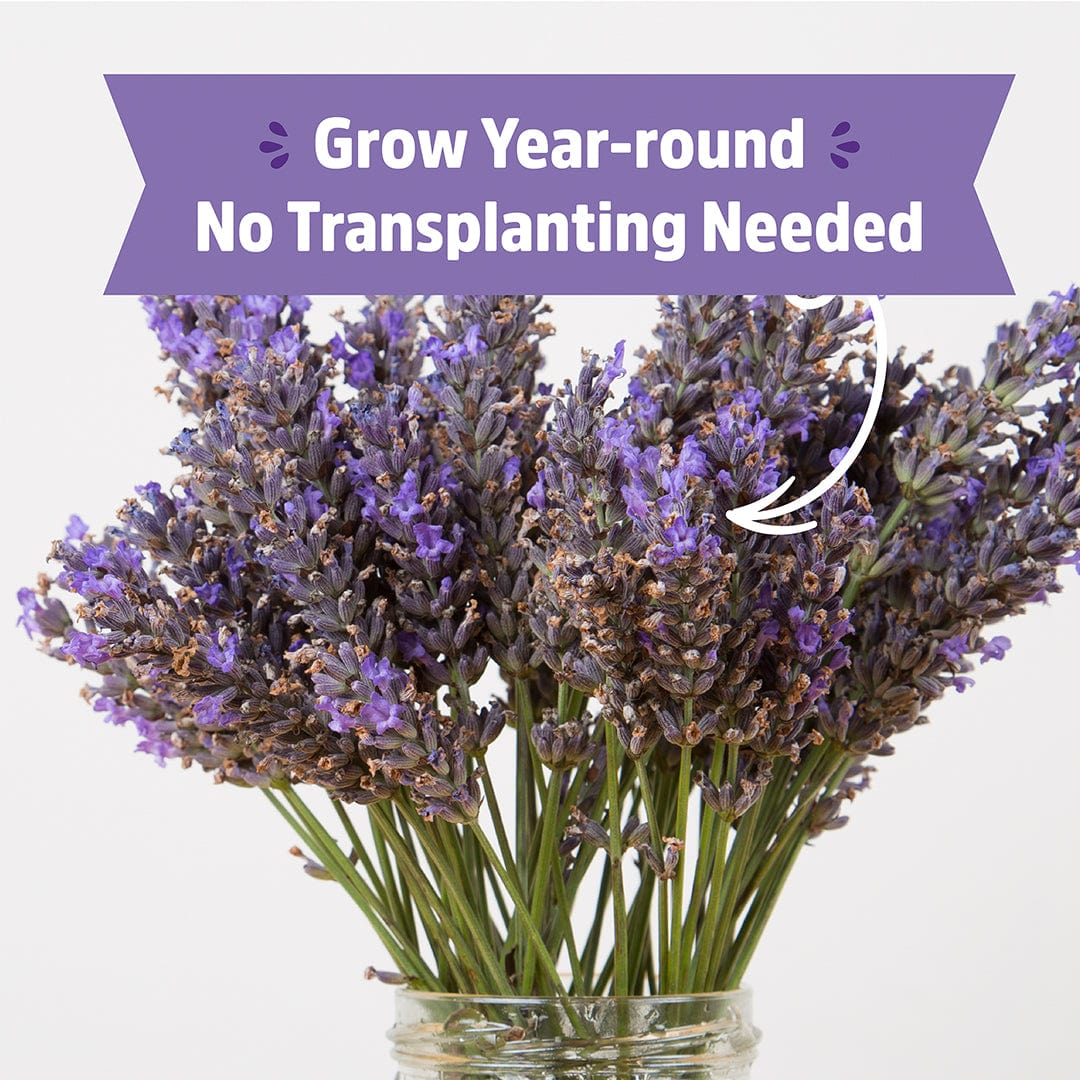 Organic Lavender Windowsill Planter 💜 - Image 5