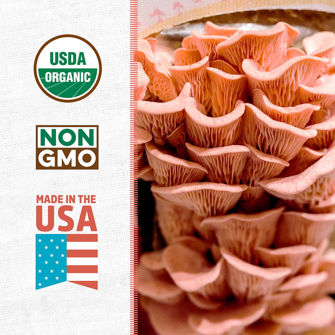Organic Pink Mushroom Grow Kit - Image 3