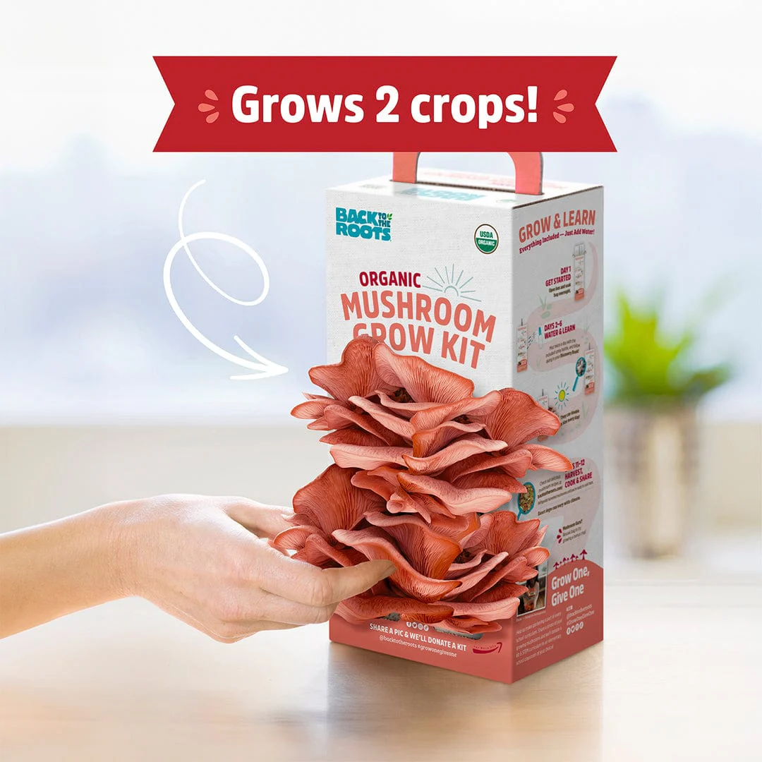 Organic Pink Mushroom Grow Kit - Image 4
