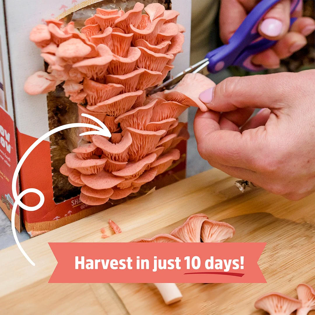 Organic Pink Mushroom Grow Kit - Image 5