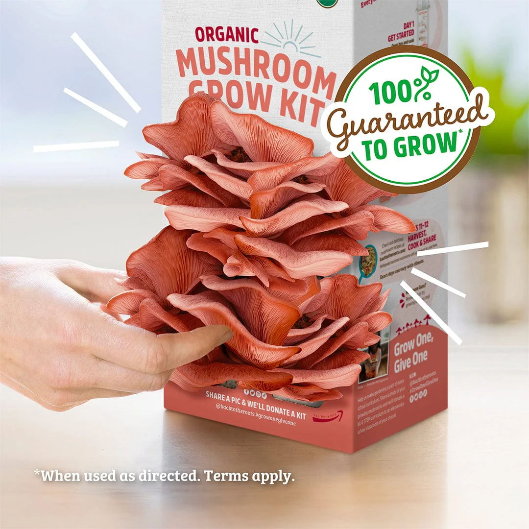 Organic Pink Mushroom Grow Kit - Image 6