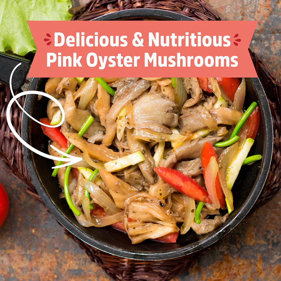 Organic Pink Mushroom Grow Kit - Image 7