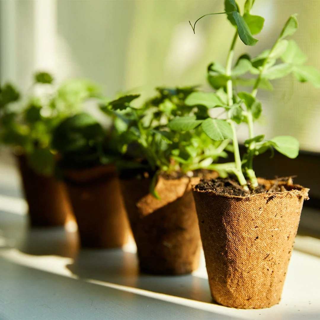 Organic & Plantable 2.4" Seed Starting Pots (24 ct) - Image 4