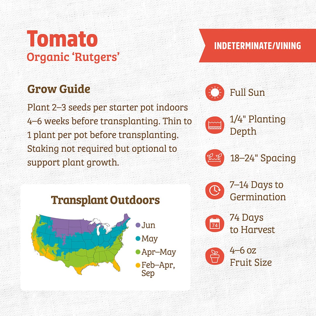 Organic Tomato Seeds — 'Rutgers' - Image 3